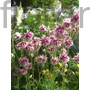 Kép 1/2 - Harangláb - Aquilegia 'Nora Barlow'