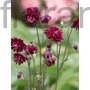Kép 1/2 - Harangláb - Aquilegia 'Ruby Port'
