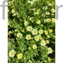 Kép 1/2 - Hegyi homokhúr - Arenaria montana 'Summer Lemon'