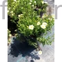 Kép 2/2 - Hegyi homokhúr - Arenaria montana 'Summer Lemon'
