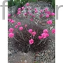Kép 1/2 - Tengerparti pázsitszegfű - Armeria maritima 'Rubrifolia'