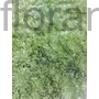 Kép 1/2 - Japán üröm - Artemisia schmidtiana 'Silver Mound'