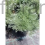 Kép 2/2 - Japán üröm - Artemisia schmidtiana 'Silver Mound'
