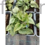 Kép 2/2 - Kaukázusi nefelejcs - Brunnera macrophylla 'Alexander's Great'