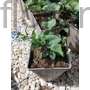 Kép 2/2 - Kaukázusi nefelejcs - Brunnera macrophylla 'Alexander's Great'