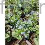 Kép 1/2 - Kaukázusi nefelejcs - Brunnera macrophylla 'Alexander's Great'