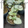 Kép 2/2 - Kaukázusi nefelejcs - Brunnera macrophylla 'Looking Glass'