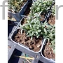 Kép 2/2 - Molyhos madárhúr - Cerastium tomentosum 'Silberteppich'