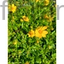 Kép 2/2 - Törpe menyecskeszem - Coreopsis auriculata f. nana 'Elfin Gold'