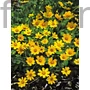 Kép 1/2 - Törpe menyecskeszem - Coreopsis auriculata f. nana 'Elfin Gold'