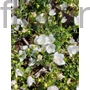 Kép 1/2 - Harangvirág - Campanula interspecific 'Mirabell Compact White'