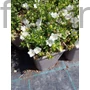 Kép 2/2 - Harangvirág - Campanula interspecific 'Mirabell Compact White'