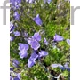 Kép 1/2 - Törpe harangvirág - Campanula cochleariifolia