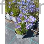 Kép 2/2 - Törpe harangvirág - Campanula cochleariifolia