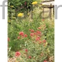 Kép 1/2 - Piros sarkantyúvirág - Centranthus ruber
