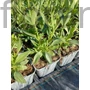 Kép 2/2 - Piros sarkantyúvirág - Centranthus ruber