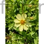Kép 1/2 - Menyecskeszem - Coreopsis grandiflora 'Solanna Glow'