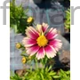 Kép 1/2 - Menyecskeszem - Coreopsis grandiflora 'Sunset Burst'
