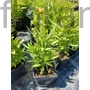 Kép 2/2 - Menyecskeszem - Coreopsis grandiflora 'Sunset Burst'