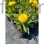 Kép 2/2 - Menyecskeszem - Coreopsis grandiflora 'Golden Sphere'