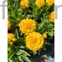 Kép 1/2 - Menyecskeszem - Coreopsis grandiflora 'Golden Sphere'