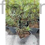 Kép 2/2 - Keskenylevelű menyecskeszem - Coreopsis verticillata 'Moonbeam'