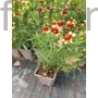 Kép 2/2 - Keskenylevelű menyecskeszem - Coreopsis verticillata 'Route 66'