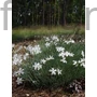 Kép 1/2 - Balti szegfű - Dianthus arenarius