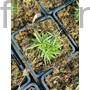 Kép 2/2 - Balti szegfű - Dianthus arenarius