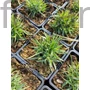 Kép 2/2 - Szegfű - Dianthus knappii