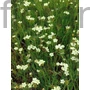 Kép 1/2 - Szegfű - Dianthus knappii