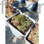 Kép 2/2 - Nagy szívvirág - Dicentra spectabilis
