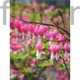 Kép 1/2 - Nagy szívvirág - Dicentra spectabilis
