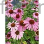 Kép 1/2 - Kasvirág - Echinacea purpurea 'Compact Rose'
