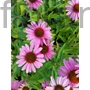 Kép 1/2 - Kasvirág - Echinacea purpurea 'Deep Rose'