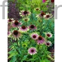 Kép 1/2 - Bíbor kasvirág - Echinacea purpurea 'Green Twister'