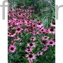 Kép 1/2 - Kasvirág - Echinacea purpurea 'Rubinstern'