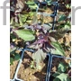 Kép 2/2 - Sédkender - Eupatorium rugosum 'Chocolate'