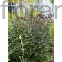 Kép 1/2 - Sédkender - Eupatorium rugosum 'Chocolate'