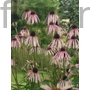 Kép 1/2 - Halvány kasvirág - Echinacea pallida