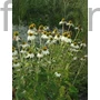 Kép 1/2 - Bíbor kasvirág - Echinacea purpurea 'Alba'
