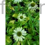 Kép 1/2 - Kasvirág - Echinacea purpurea 'Alan's Pride'