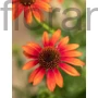 Kép 1/2 - Kasvirág - Echinacea purpurea 'Orange Sunset'