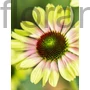 Kép 1/2 - Kasvirág - Echinacea purpurea 'Vintage Lime'