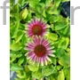 Kép 1/2 - Kasvirág - Echinacea purpurea 'Vintage Lime'