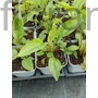 Kép 2/2 - Kasvirág - Echinacea purpurea 'Vintage Lime'