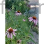 Kép 1/2 - Bíbor kasvirág - Echinacea purpurea