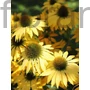 Kép 1/2 - Kasvirág - Echinacea purpurea 'Paradiso Yellow'