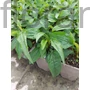 Kép 2/2 - Bíbor kasvirág - Echinacea purpurea 'Alba'