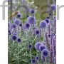 Kép 1/2 - Szamárkenyér - Echinops ritro 'Platinum Blue'